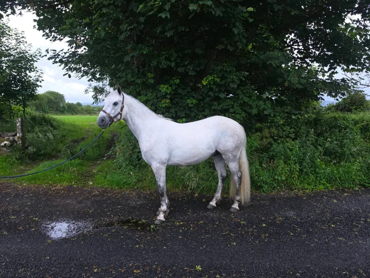 4yo unbroken Registered Connie Gelding. - Image 2