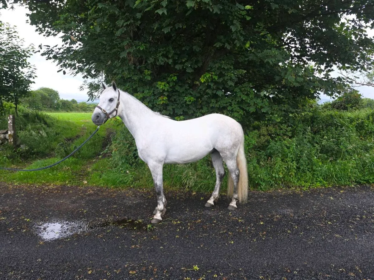4yo unbroken Registered Connie Gelding. - Image 3