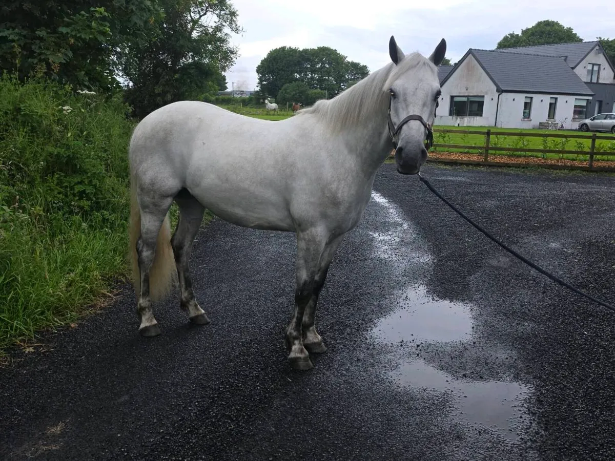 4yo unbroken Registered Connie Gelding. - Image 4