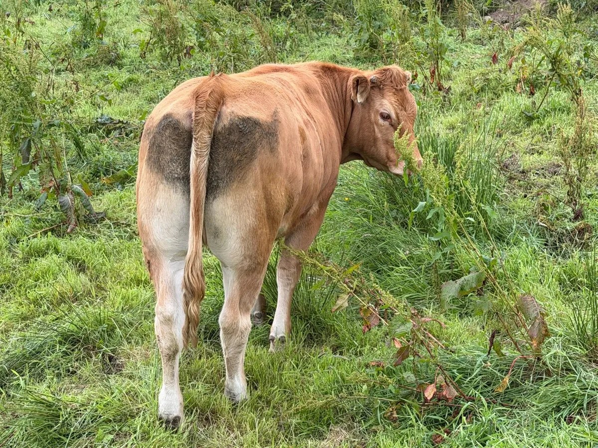 Pedigree Limousin Maiden Heifer - Image 4