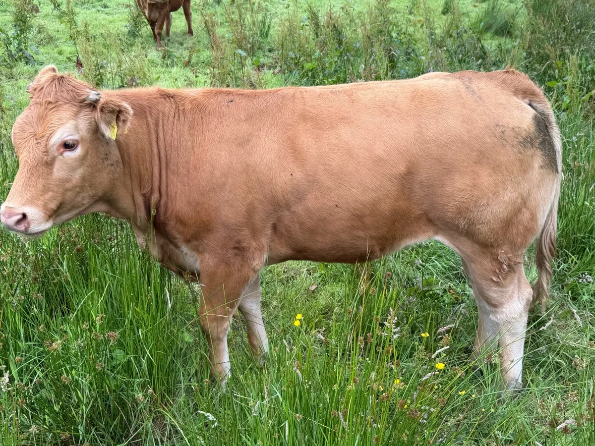 Pedigree Limousin Maiden Heifer - Image 2