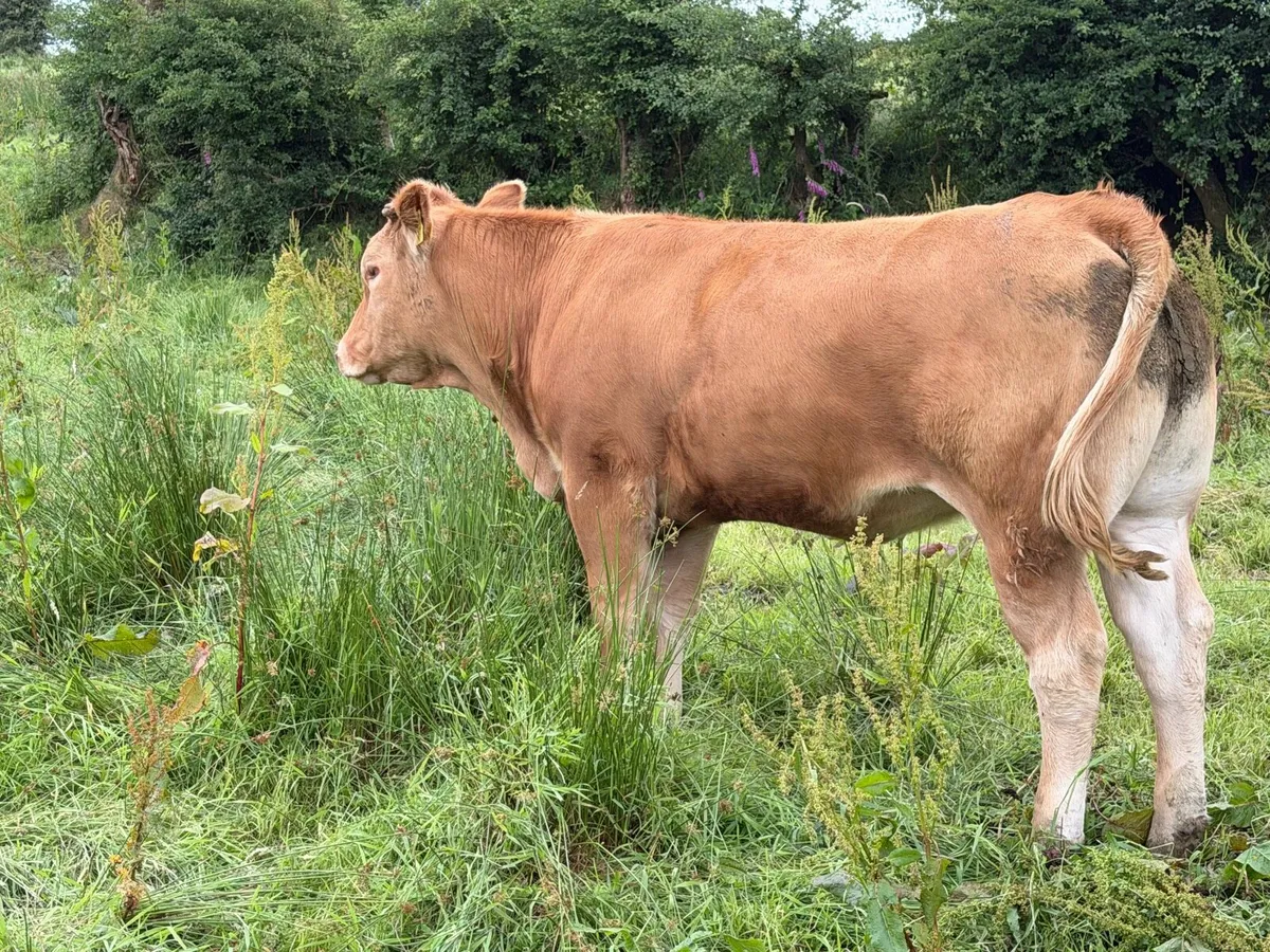 Pedigree Limousin Maiden Heifer - Image 3