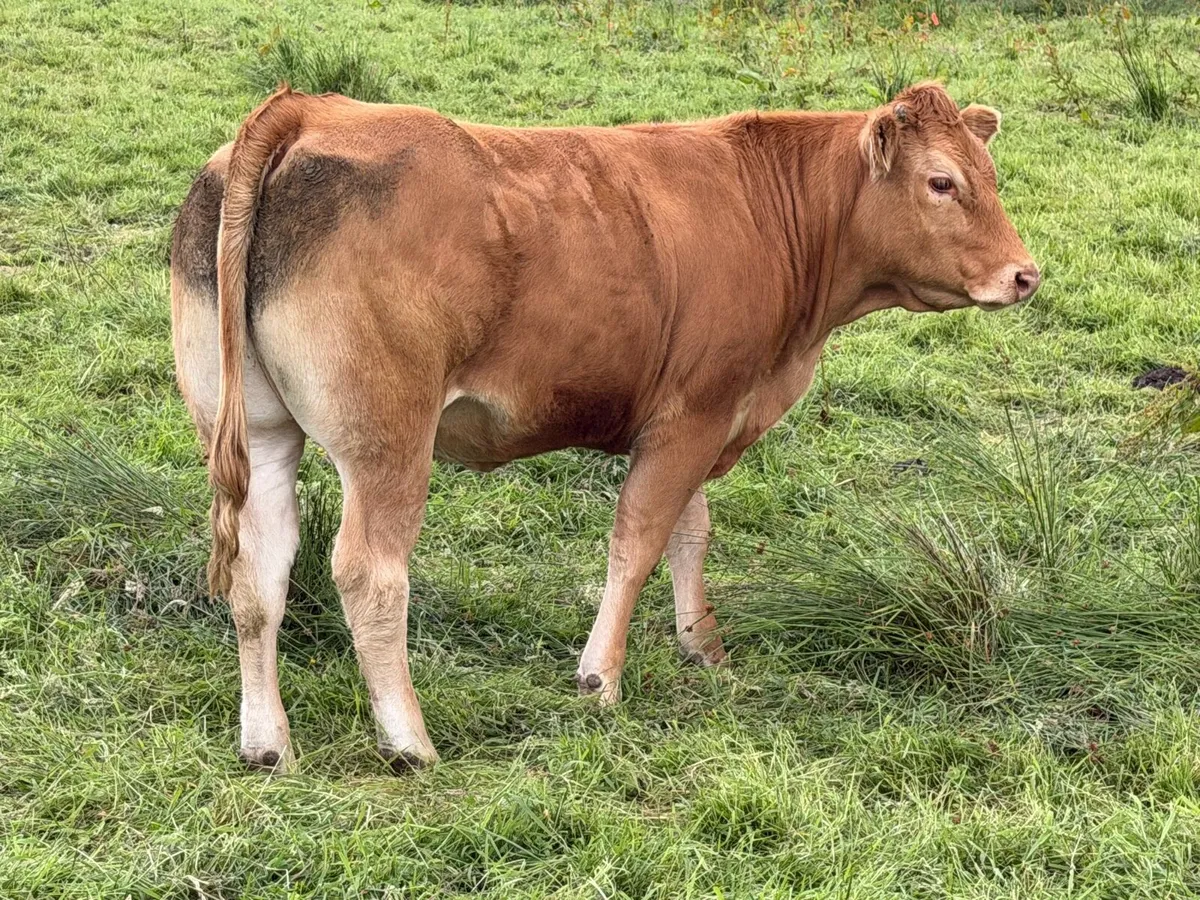 Pedigree Limousin Maiden Heifer - Image 1