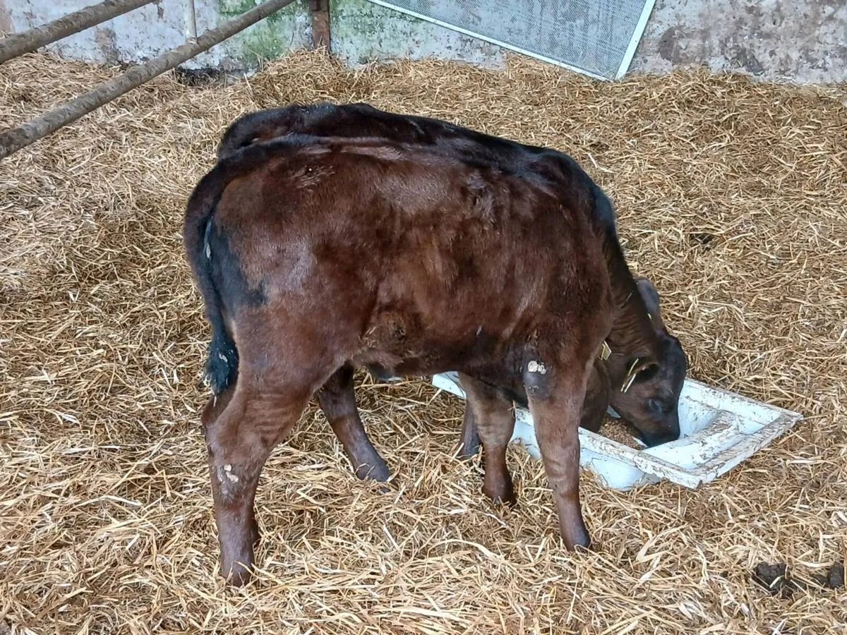 SUPER AA HEIFERS ON MEAL READY FOR THE GRASS - Image 1