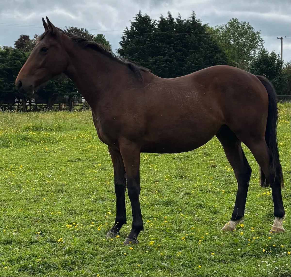 2y/o Thoroughbred Gelding - Image 3