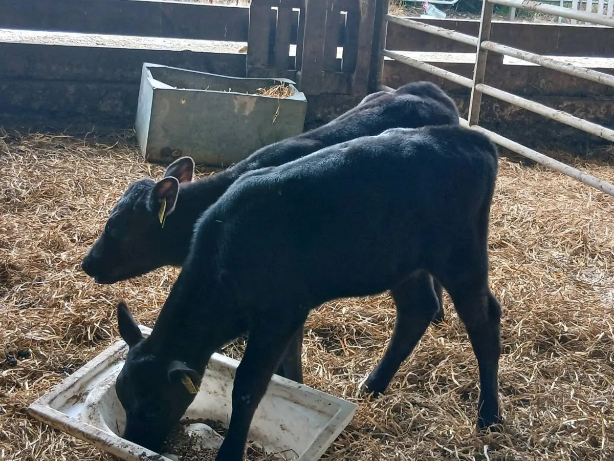 SUPER AA HEIFERS ON MEAL READY FOR THE GRASS - Image 3