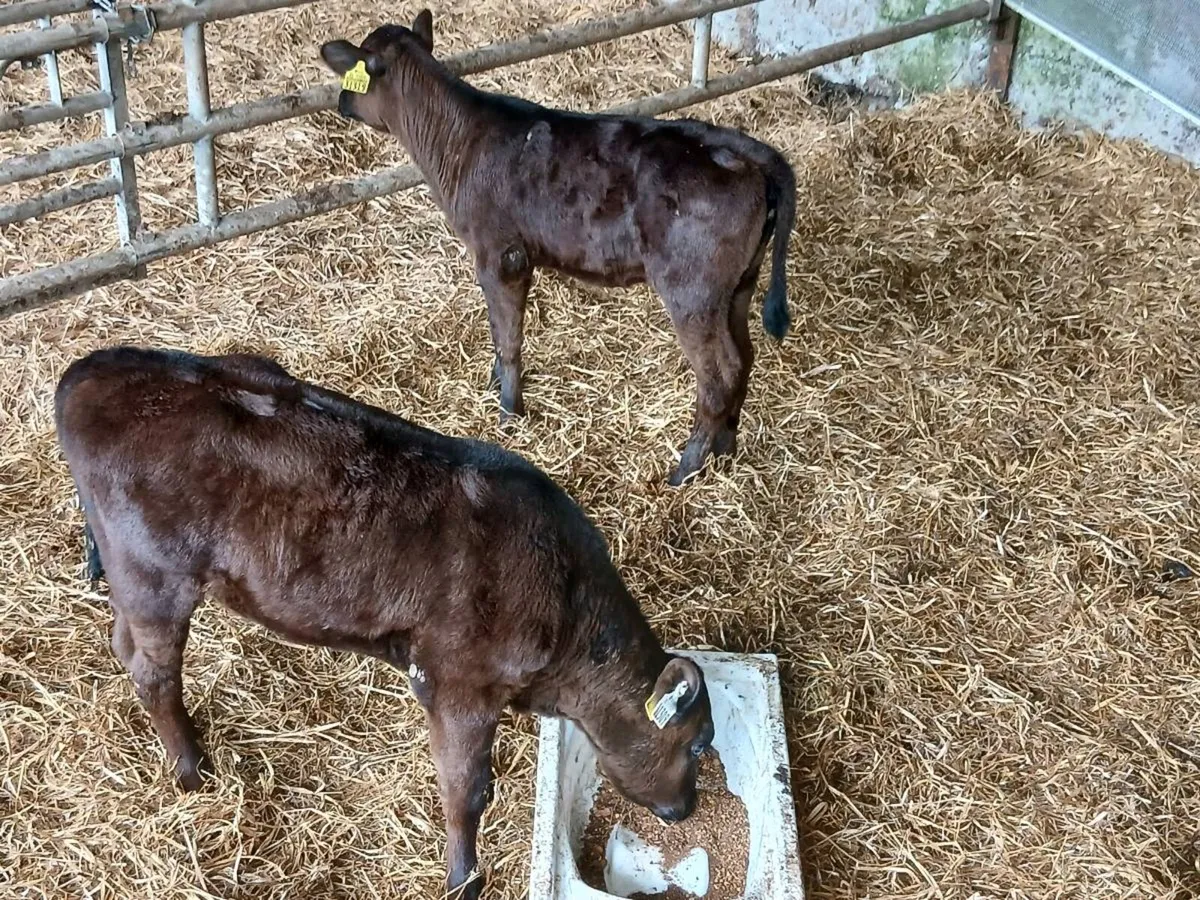 SUPER AA HEIFERS ON MEAL READY FOR THE GRASS - Image 2