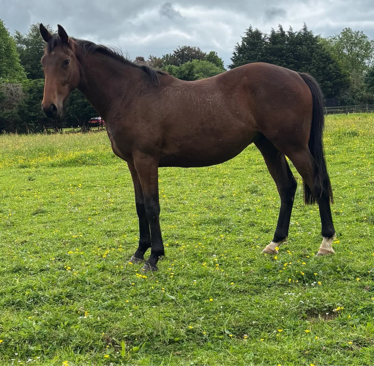 2y/o Thoroughbred Gelding - Image 1
