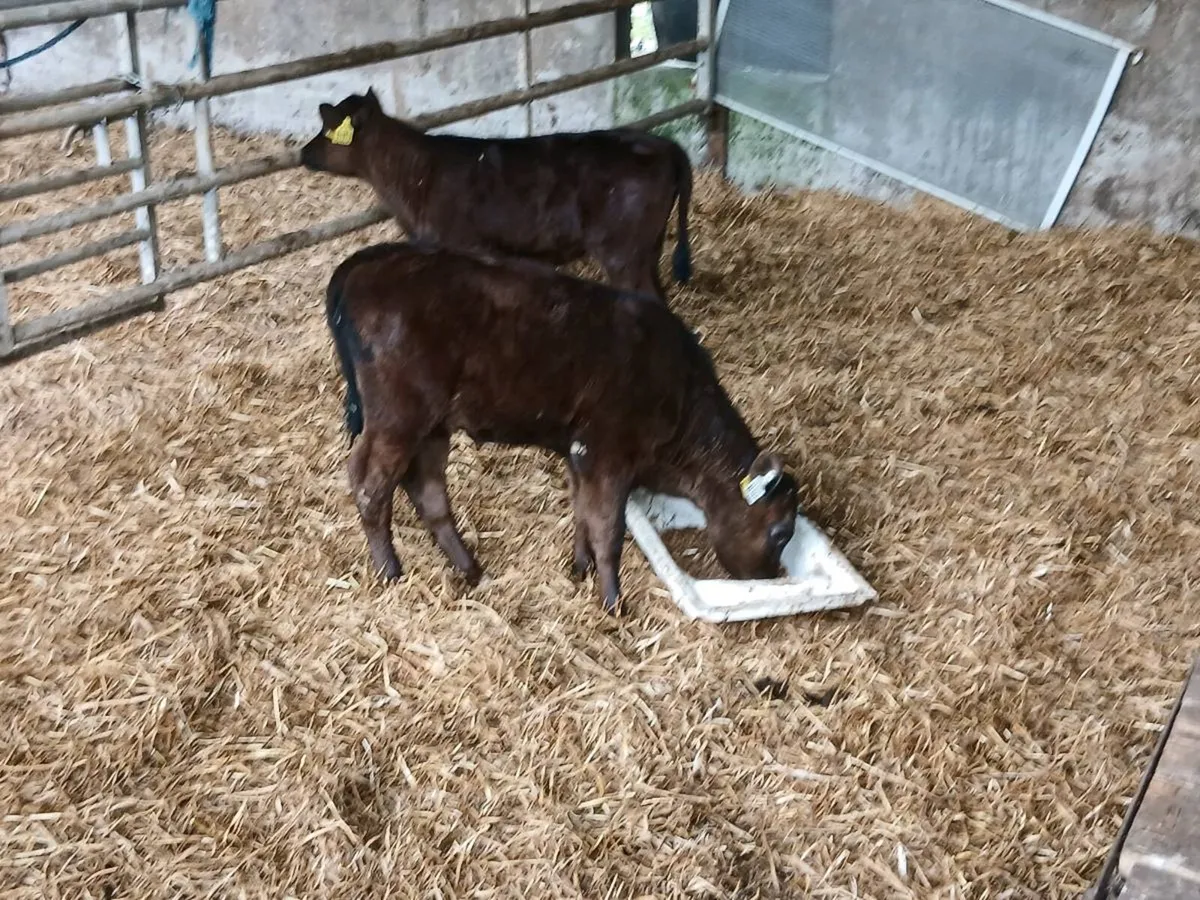 SUPER AA HEIFERS ON MEAL READY FOR THE GRASS - Image 4