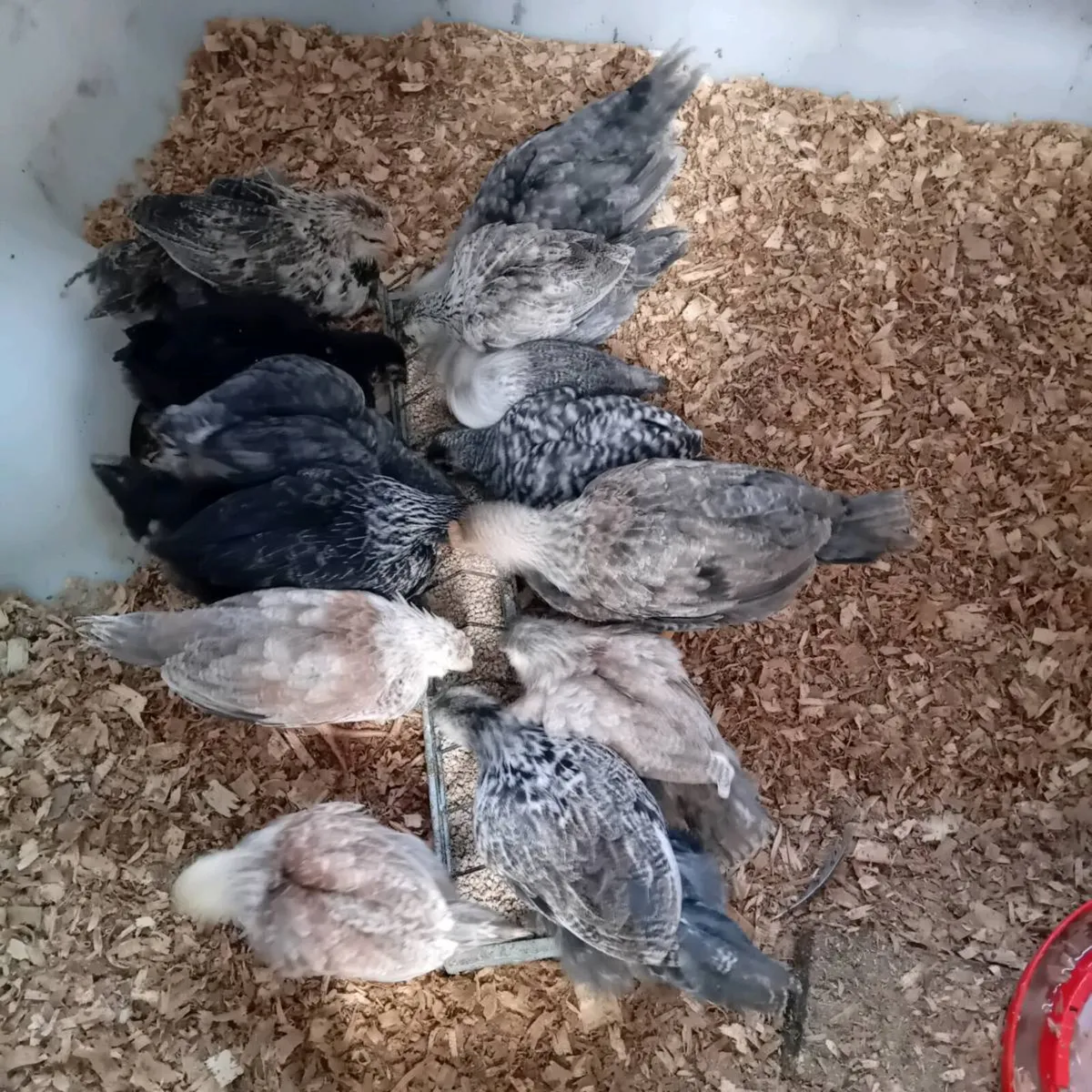 Chicks - Image 1