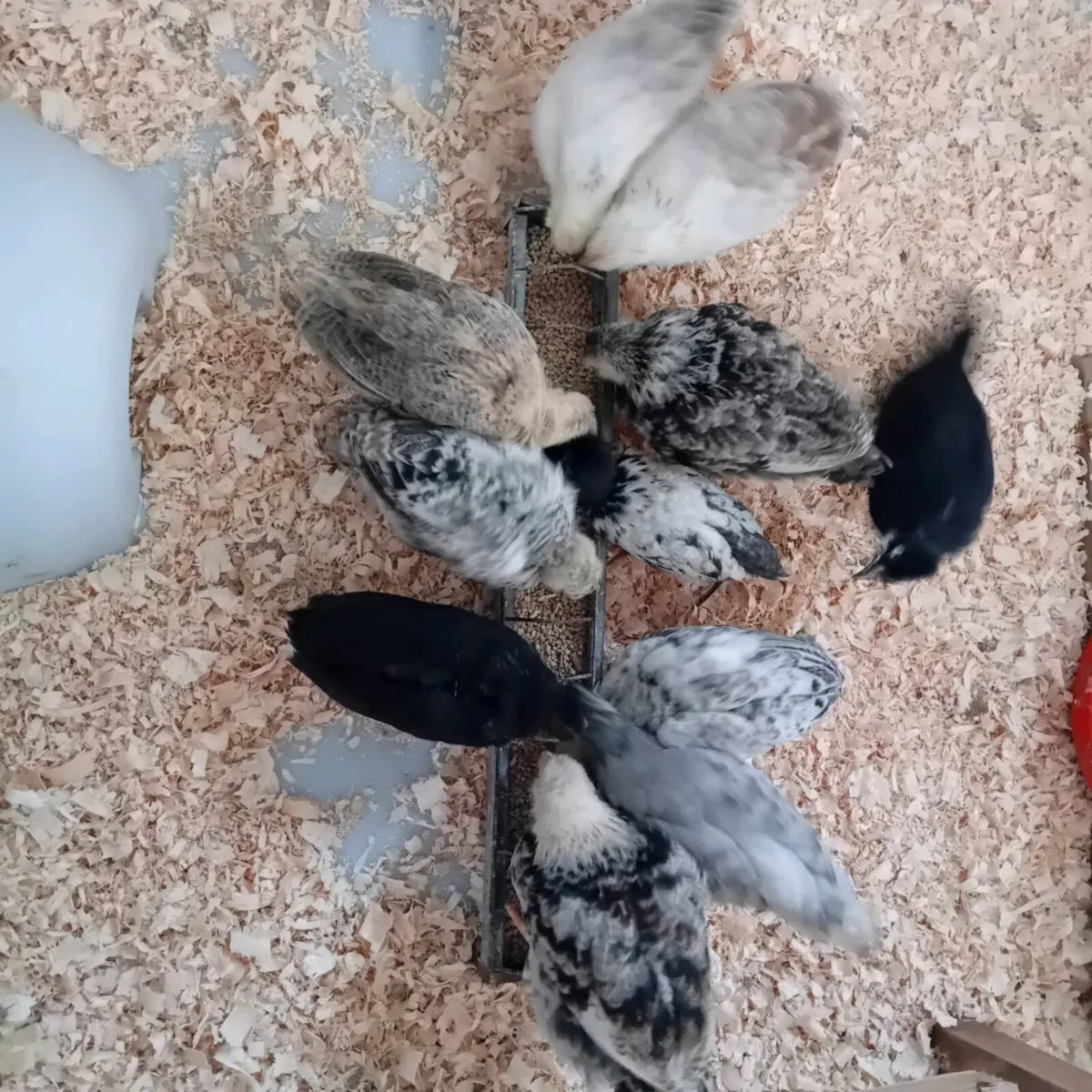 Chicks - Image 2