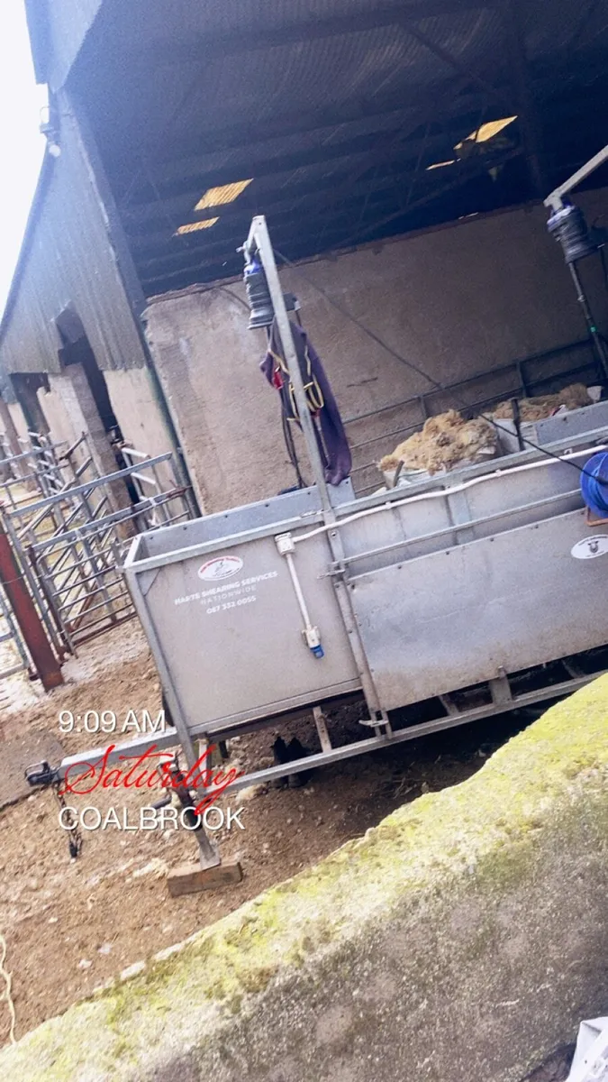 Sheep shearing - Image 2