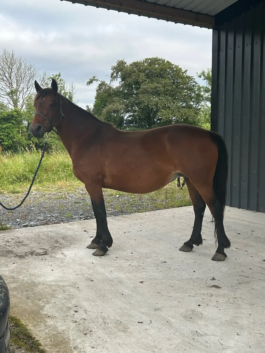2 Beautiful Full Connemara Mares With Foals At Foo - Image 1