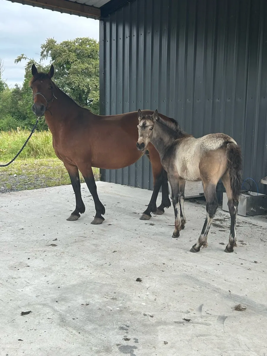 2 Beautiful Full Connemara Mares With Foals At Foo - Image 2