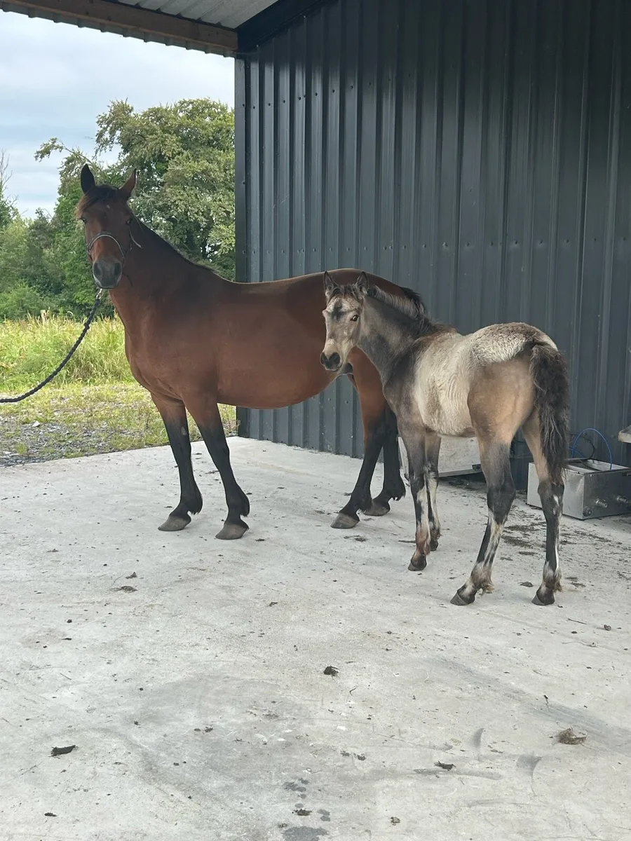 2 Beautiful Full Connemara Mares With Foals At Foo - Image 3