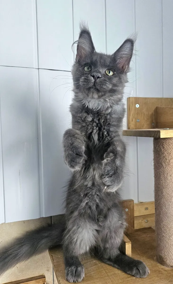 Maine coon male kitten - Image 2
