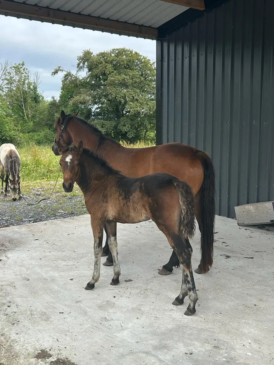 2 Beautiful Full Connemara Mares With Foals At Foo - Image 4