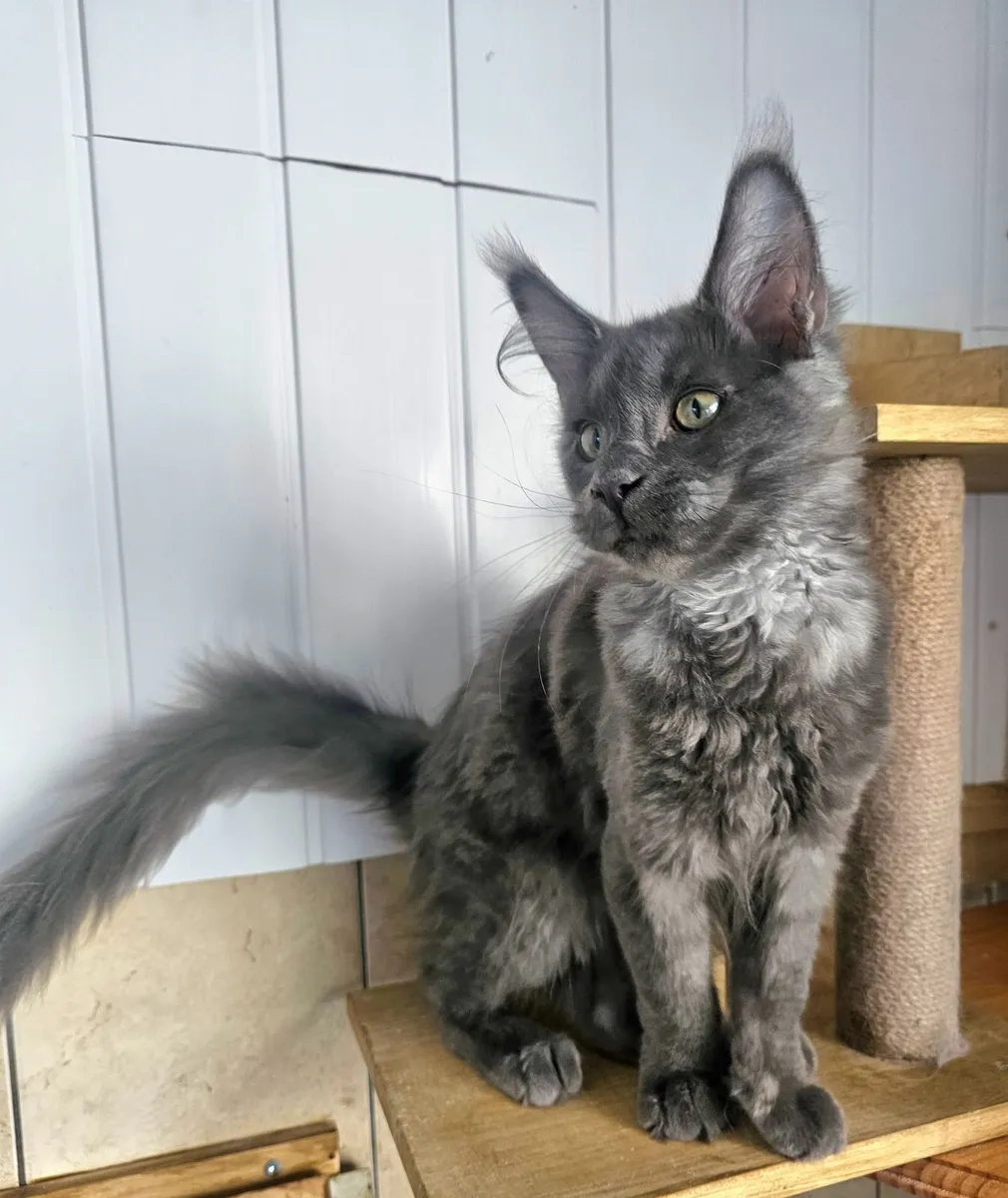 Maine coon male kitten - Image 3