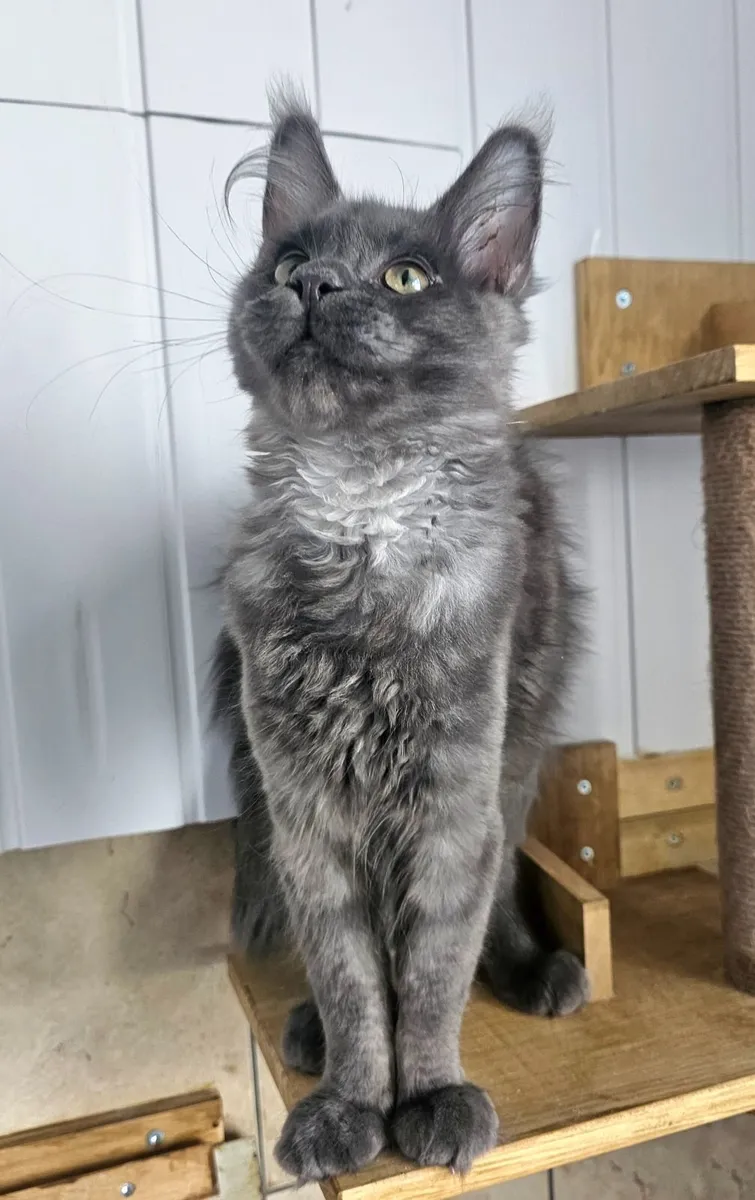 Maine coon male kitten - Image 4