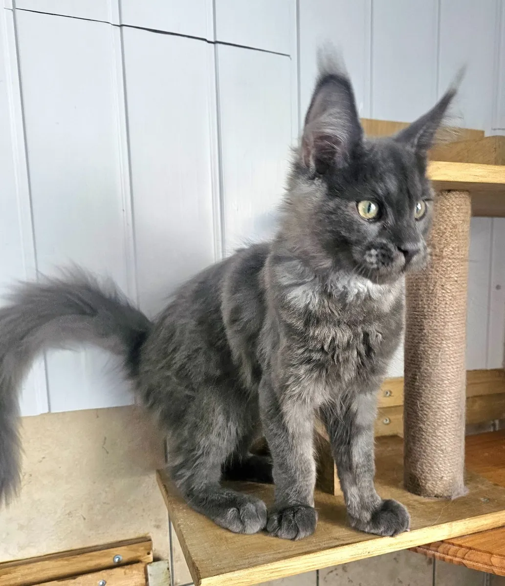 Maine coon male kitten - Image 1