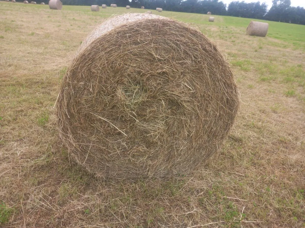 Hay for sale