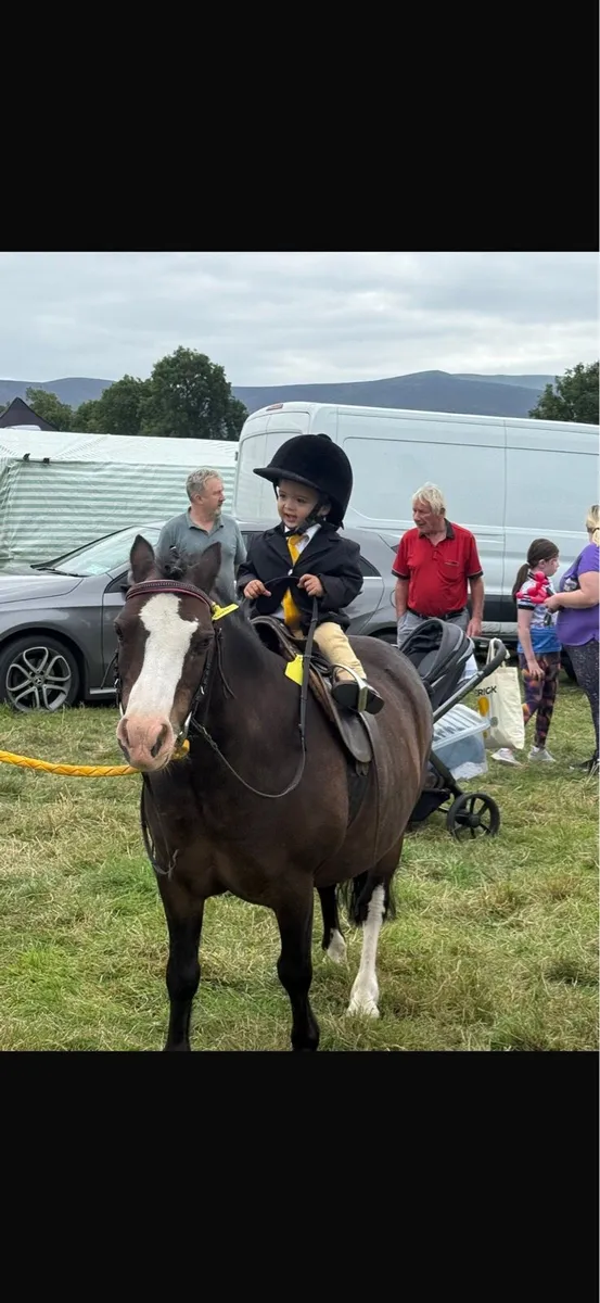 Show pony - Image 1