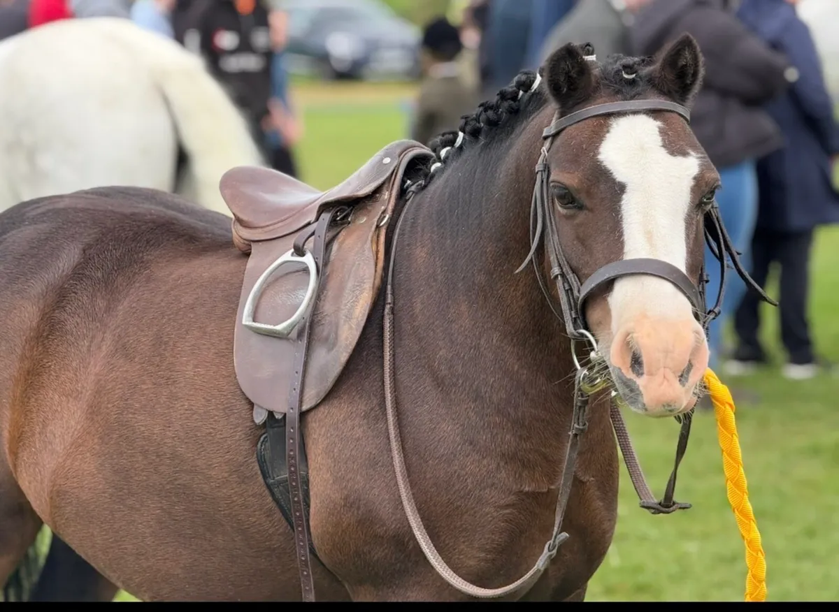 Show pony - Image 2