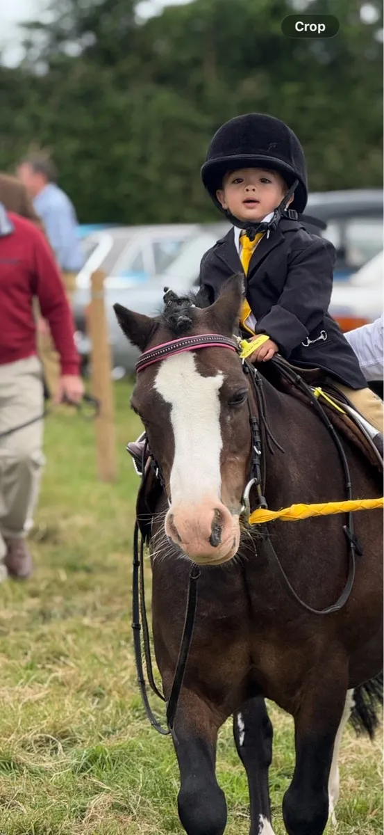 Show pony - Image 3