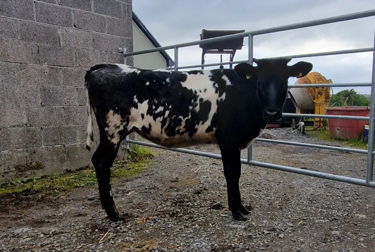 2 heifers - Image 3