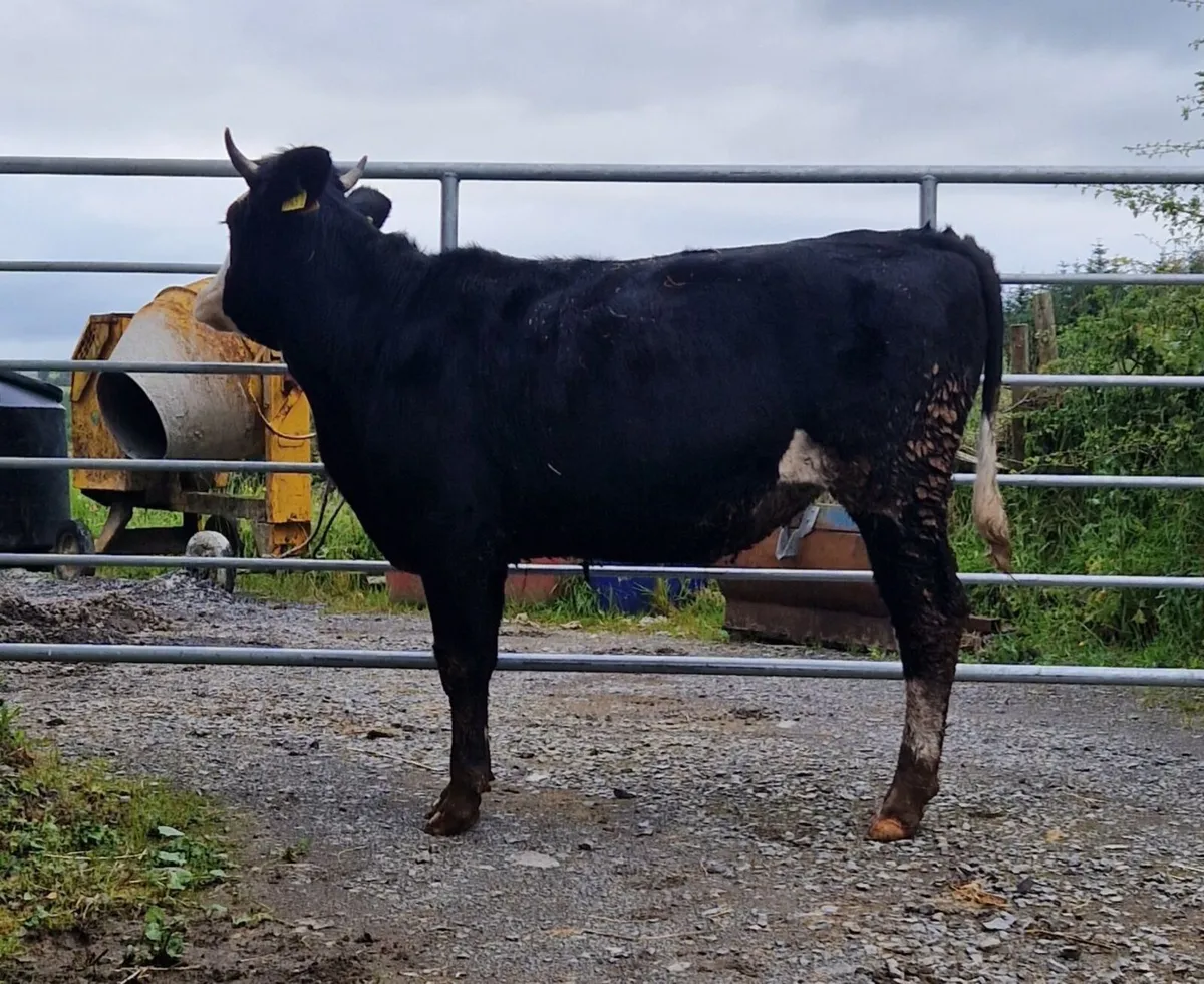 2 heifers - Image 4