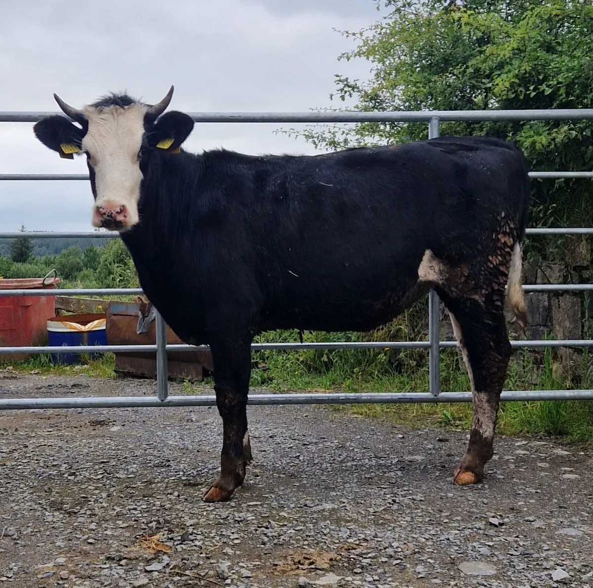 2 heifers - Image 1