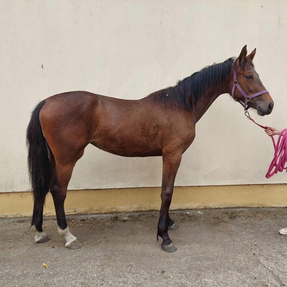 Beautiful elegant filly yearling - Image 1