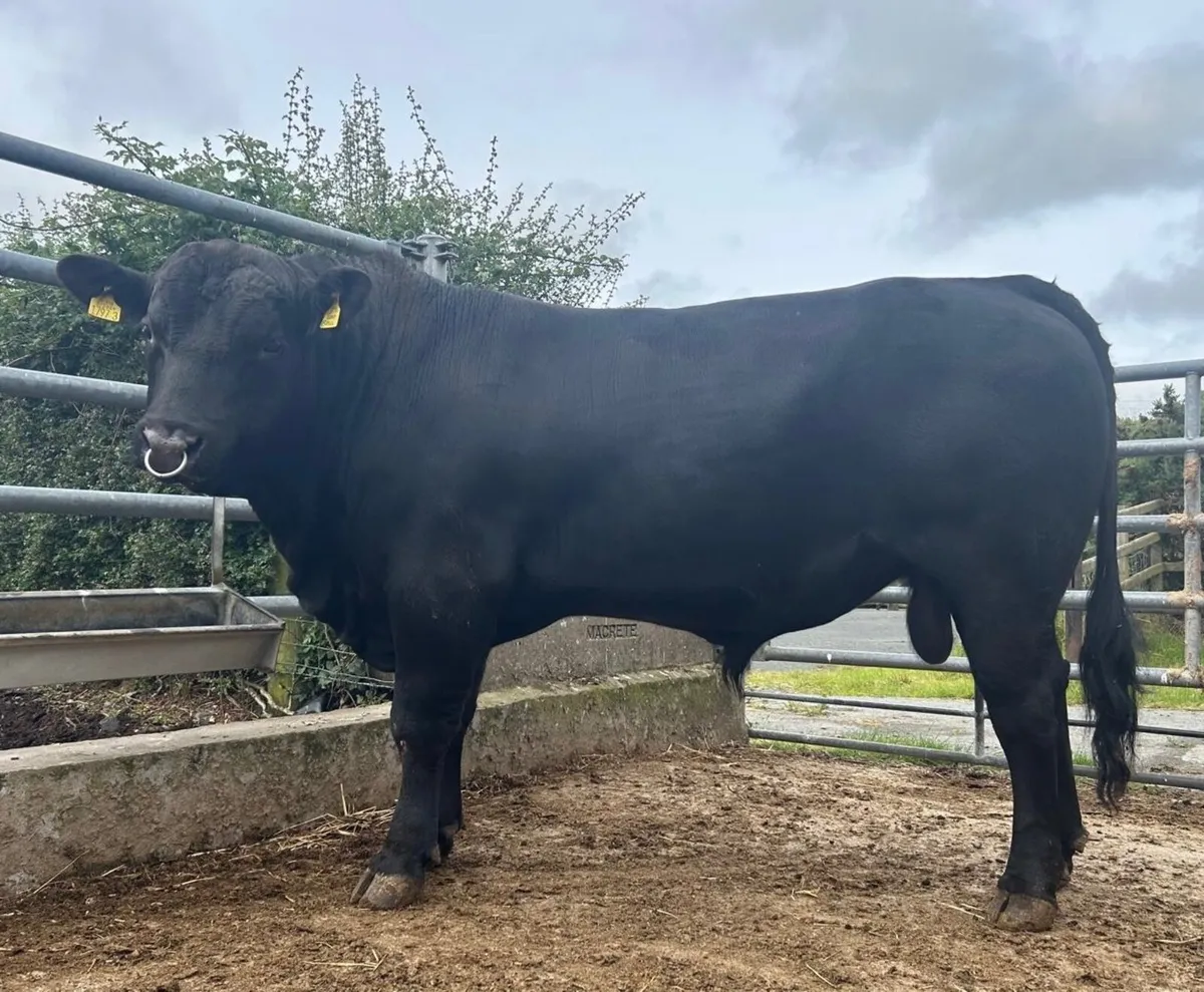 Pedigree Aberdeen Angus Bulls - Image 1