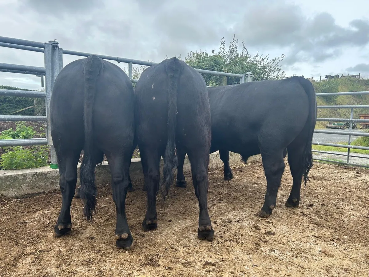 Pedigree Aberdeen Angus Bulls - Image 2