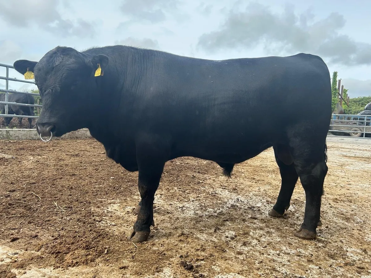 Pedigree Aberdeen Angus Bulls - Image 3