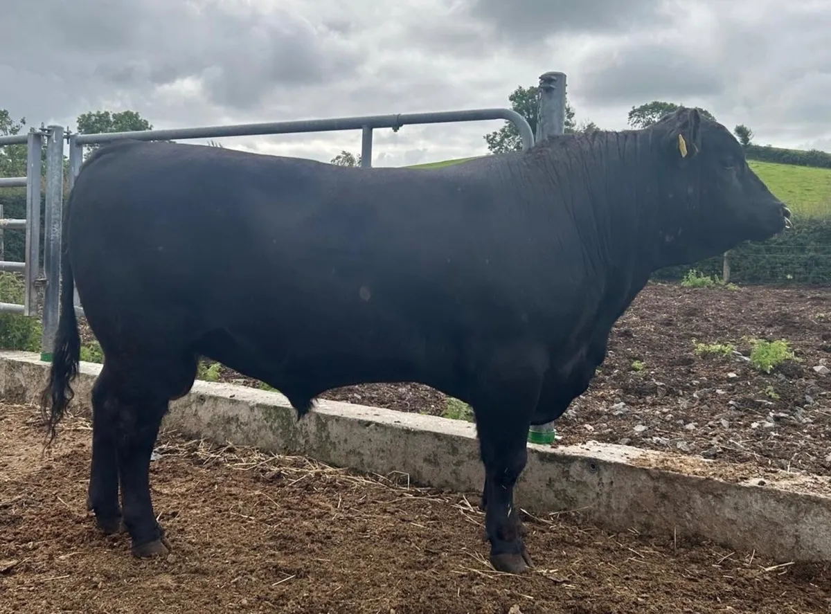 Pedigree Aberdeen Angus Bulls - Image 4