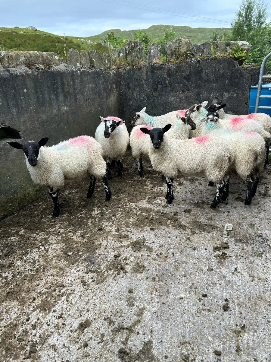 Livestock - Image 2