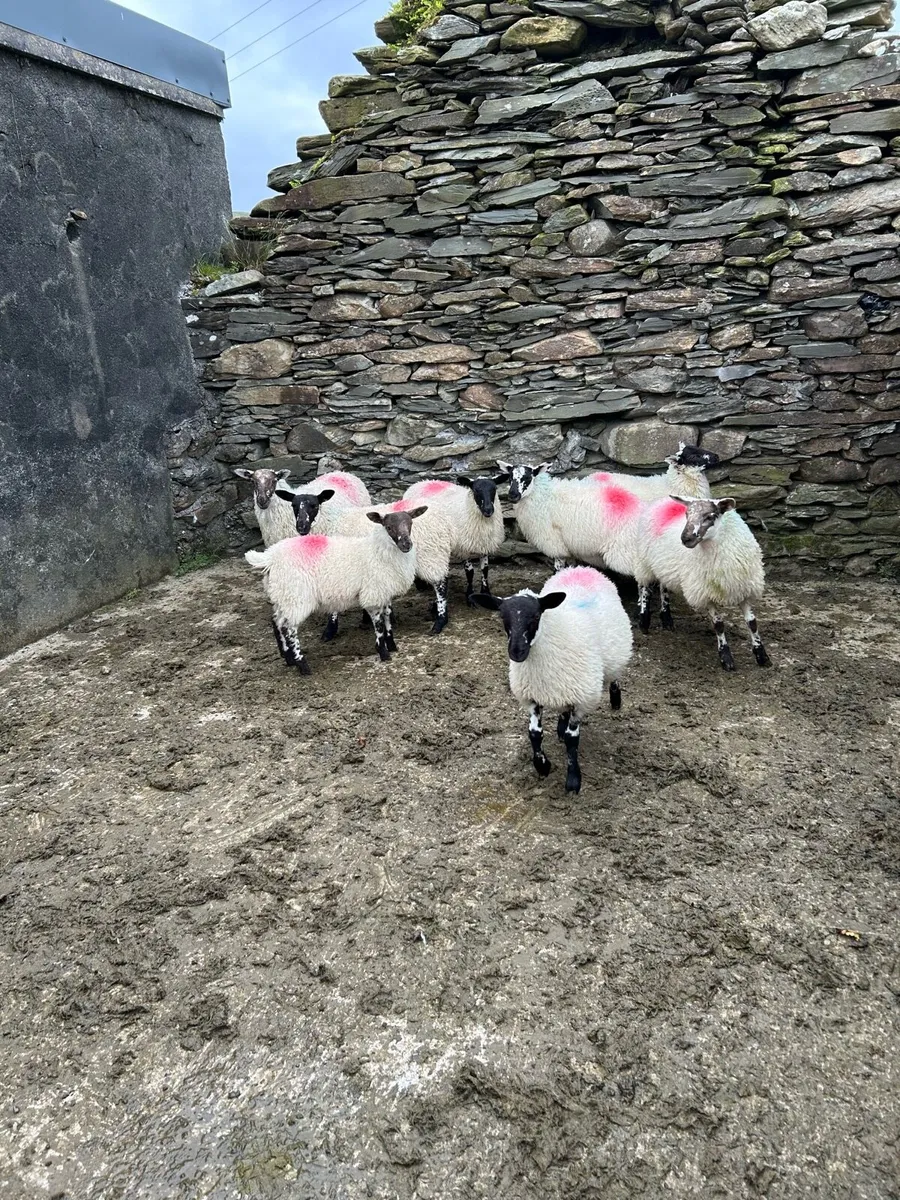 Livestock - Image 1