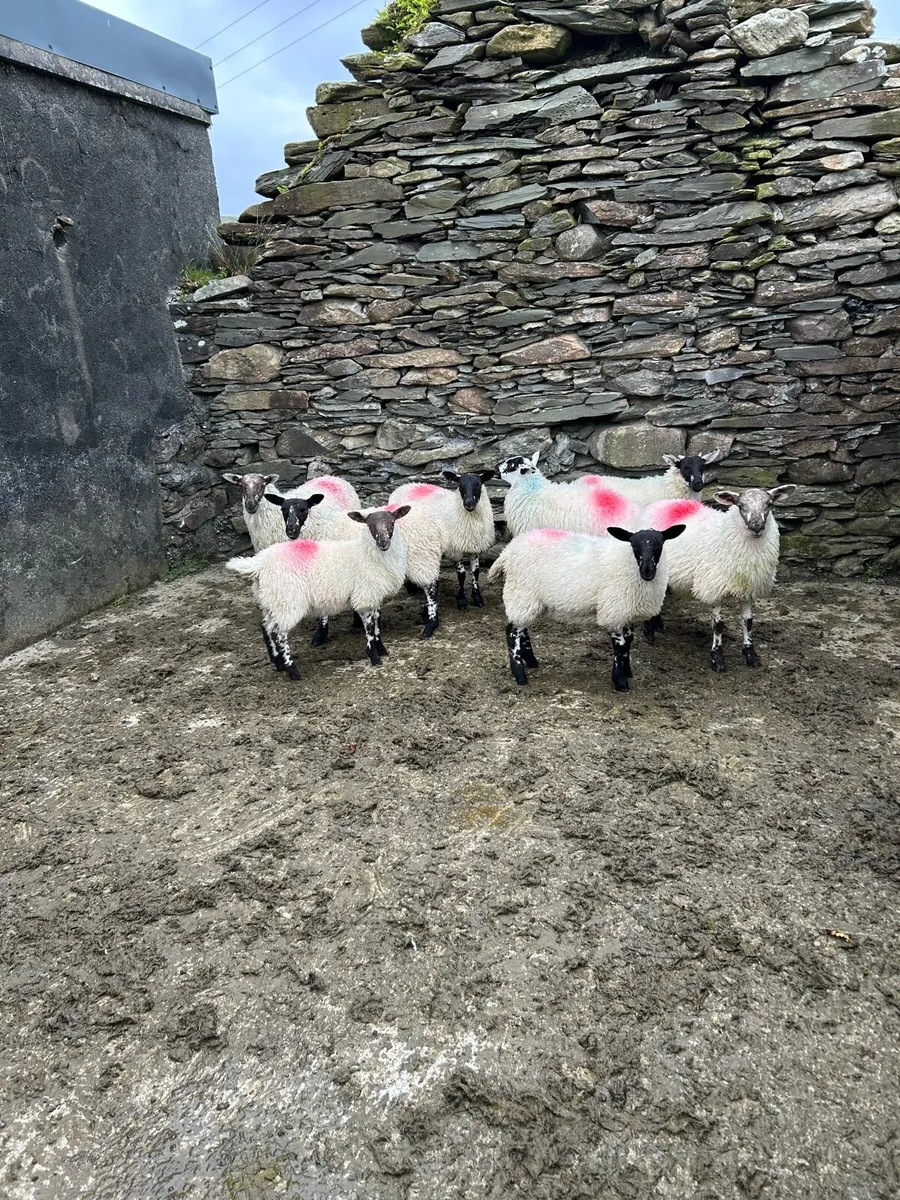 Livestock - Image 3