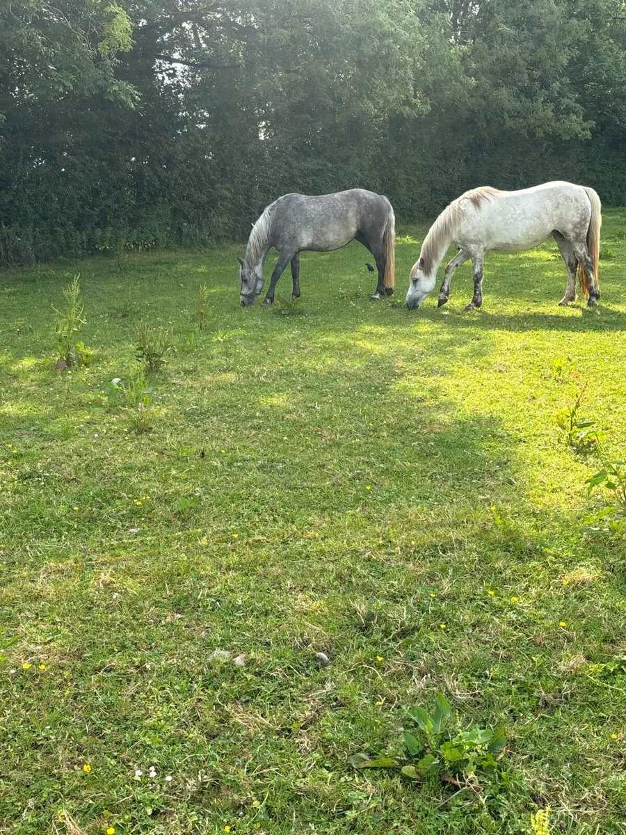 Pony - Image 3