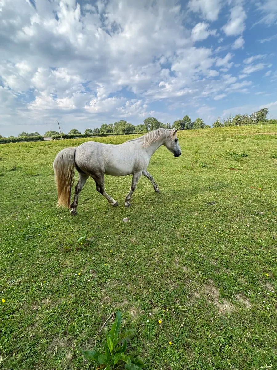 Pony - Image 1
