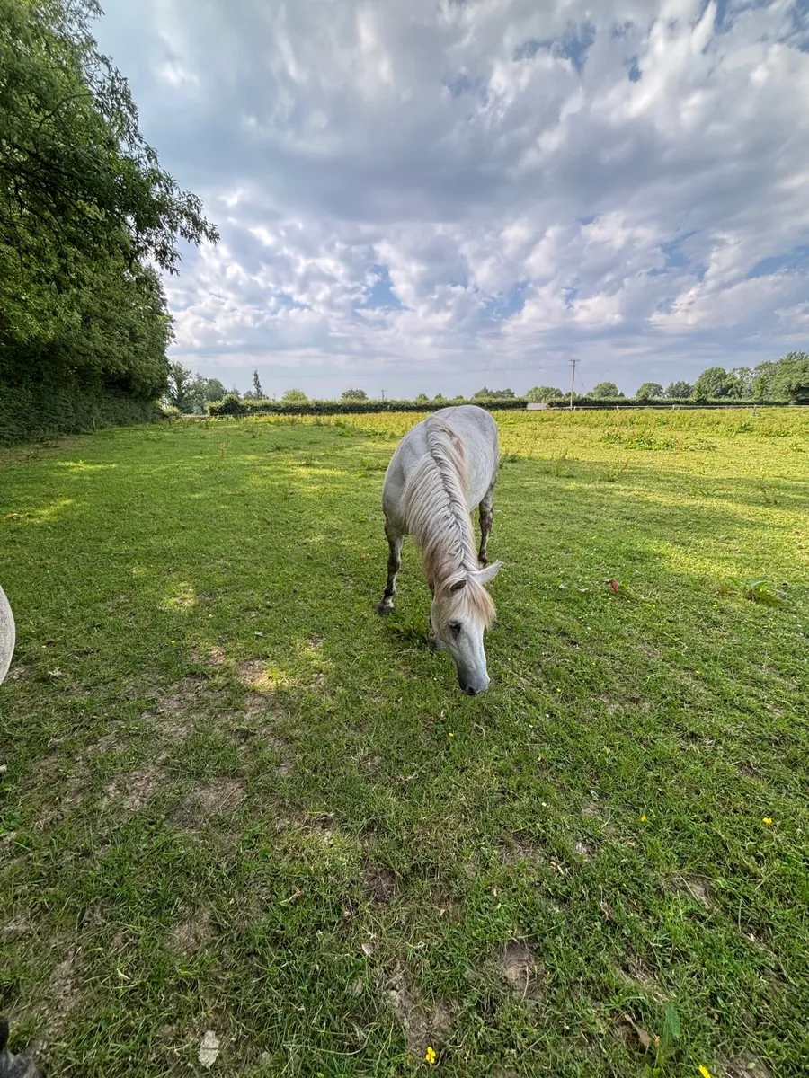 Pony - Image 2