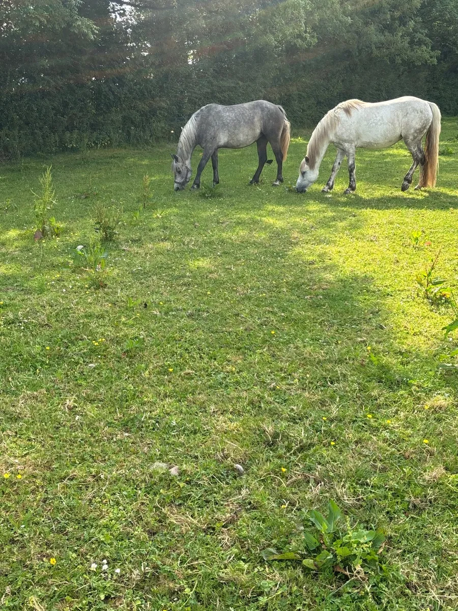 Pony - Image 4