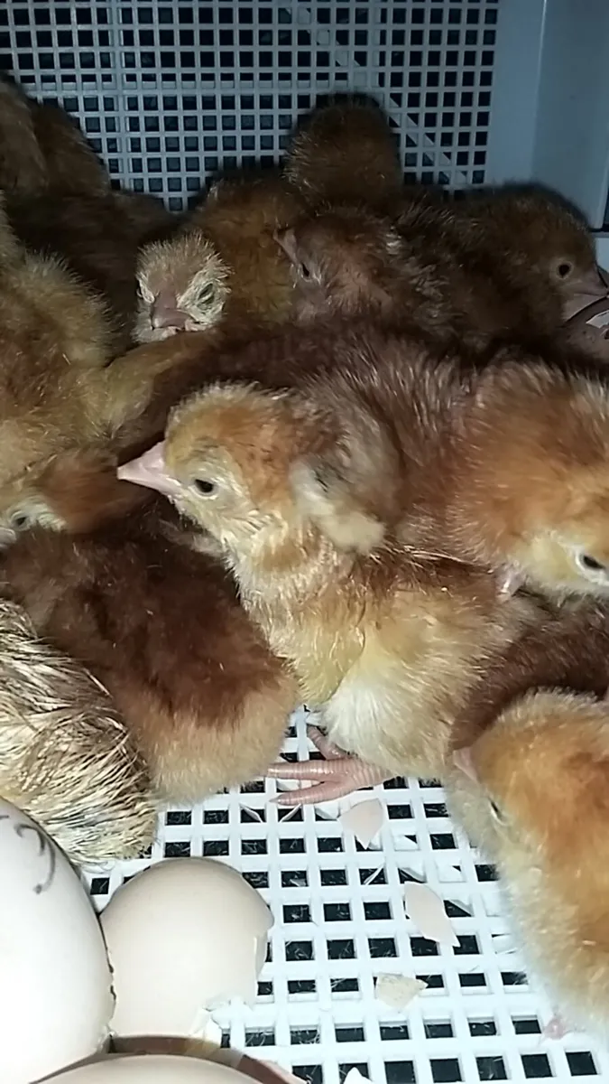 Hens/Chicks/Ducklings/fertile eggs available - Image 1
