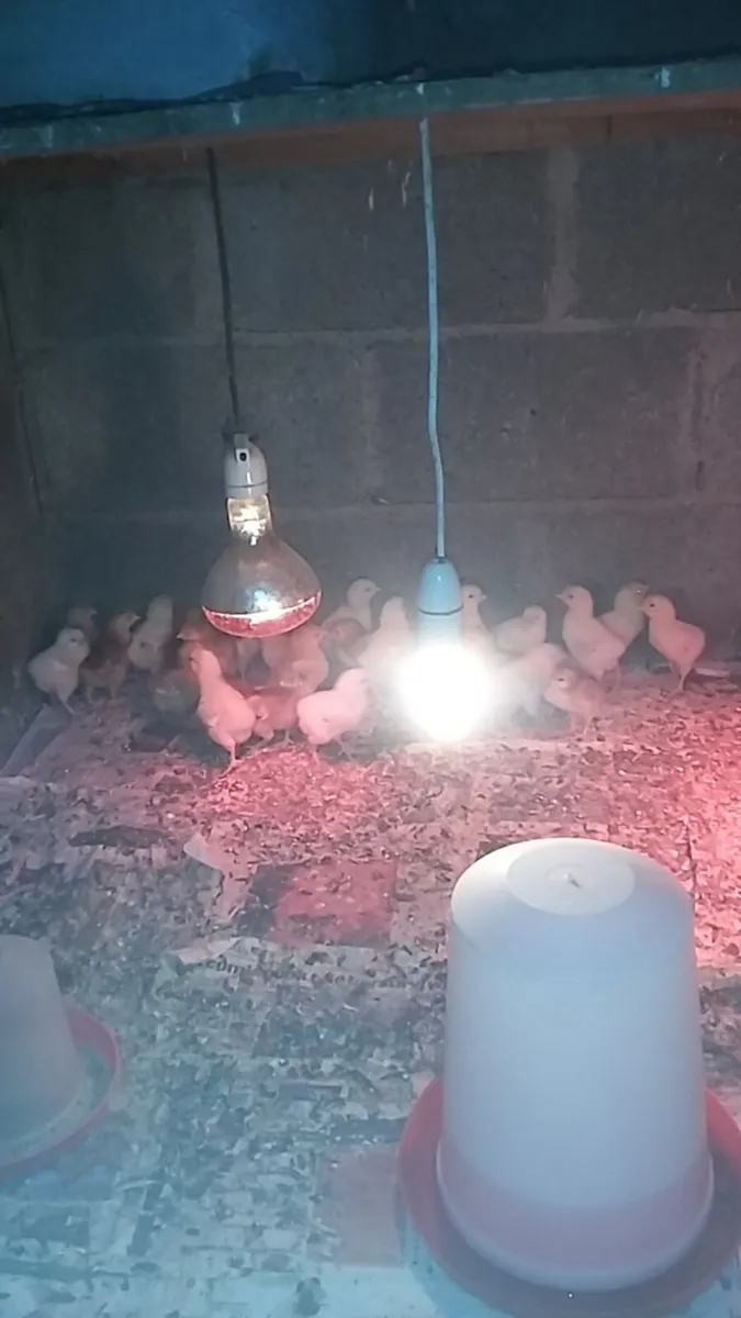 Hens/Chicks/Ducklings/fertile eggs available - Image 2