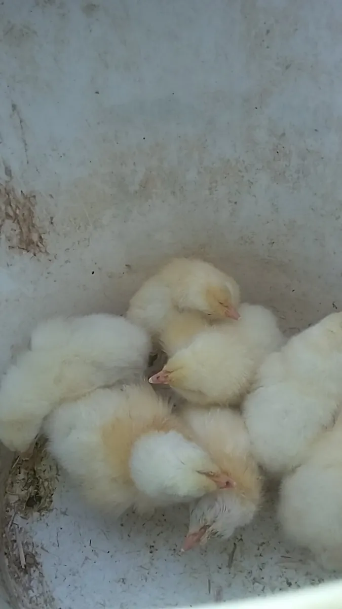 Hens/Chicks/Ducklings/fertile eggs available - Image 4