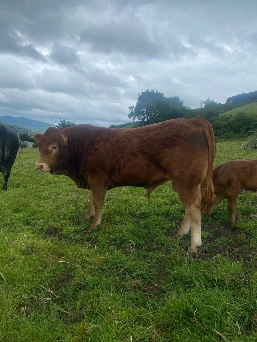 Purebred Limousin Bull ⭐️ - Image 4