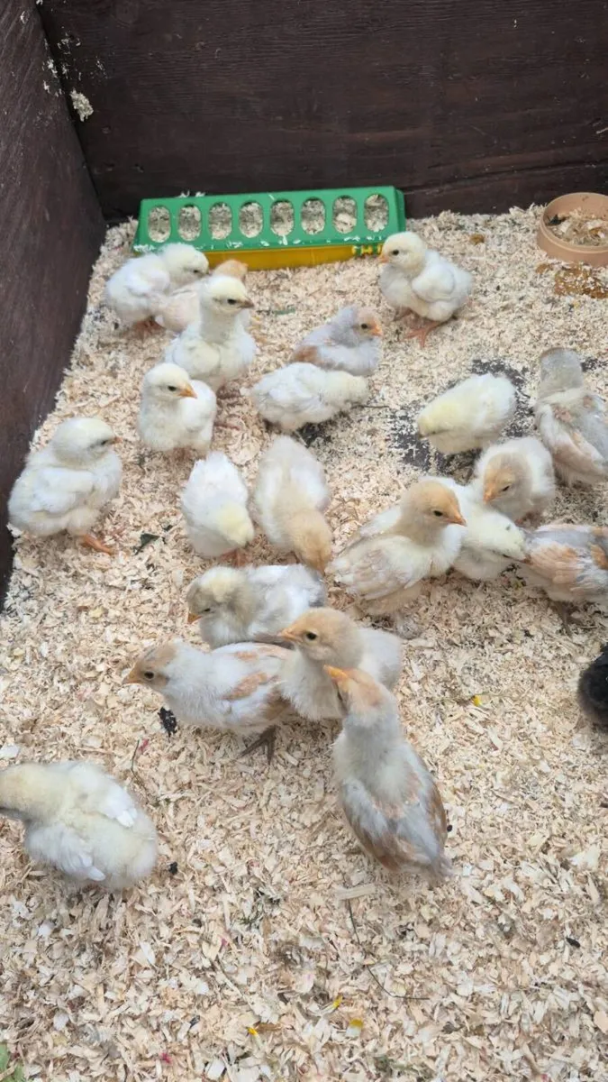 Pure breed chicks 2 weeks old - Image 1