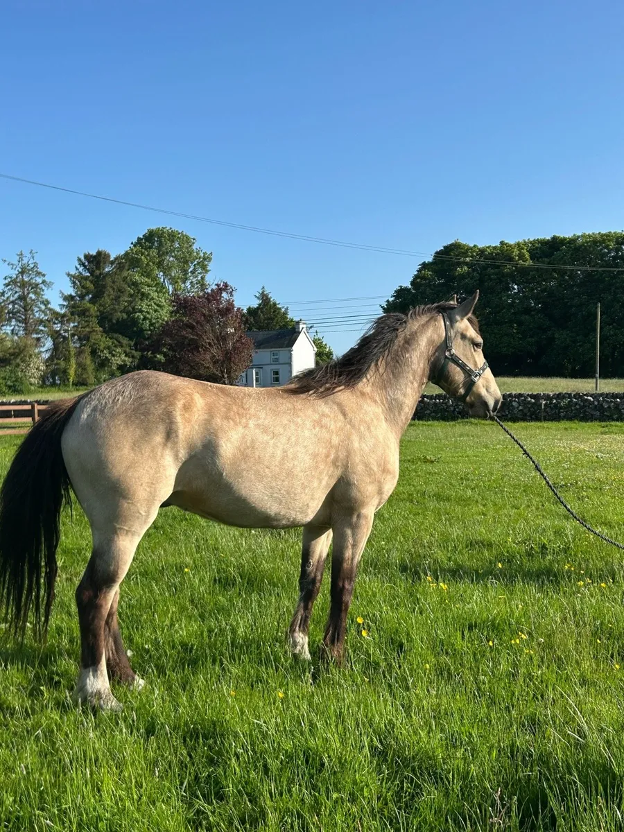 4 YR Old Dun Connemara Gelding - Image 2