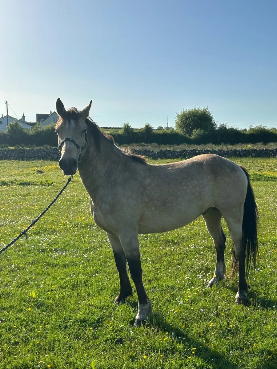 4 YR Old Dun Connemara Gelding - Image 4